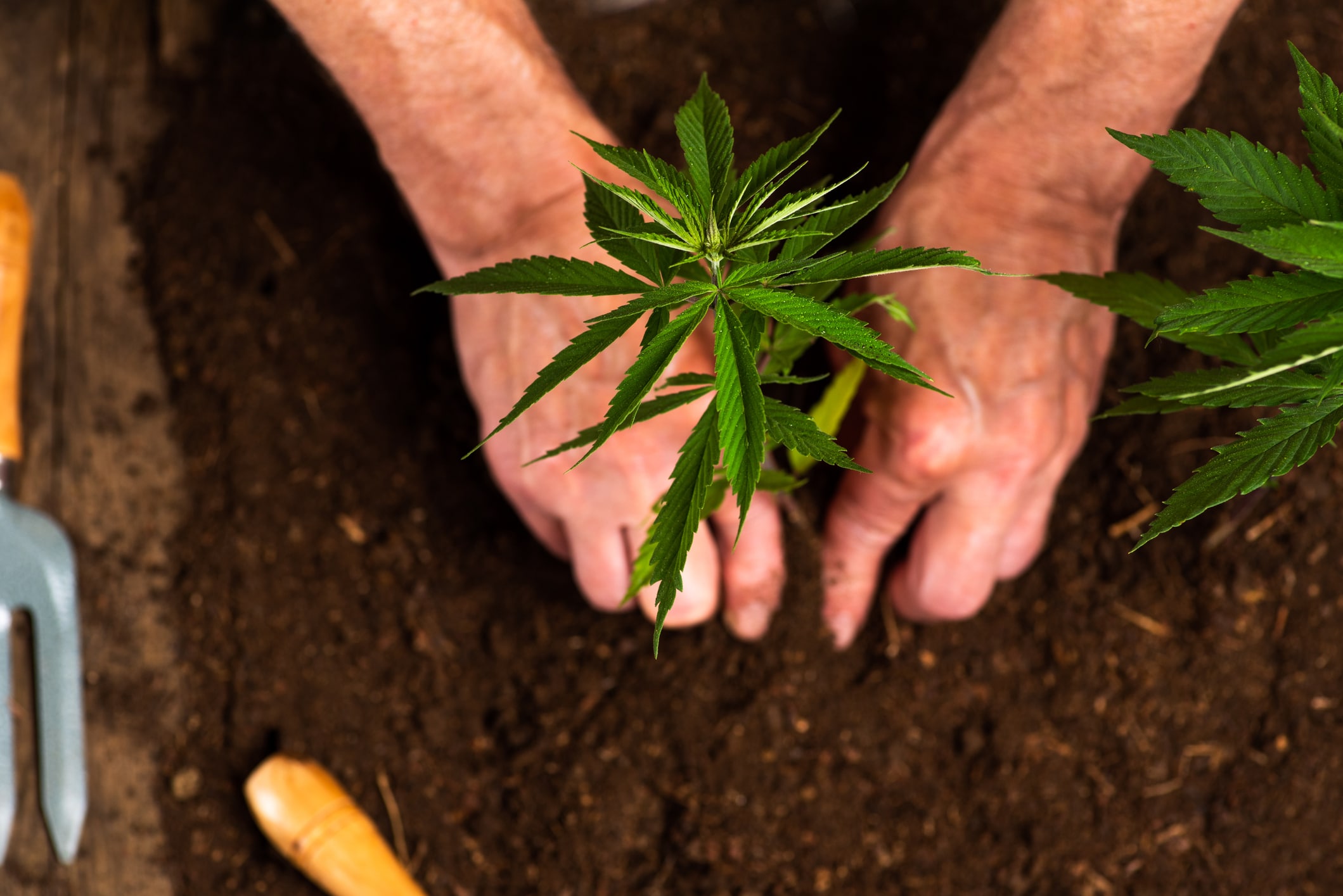The Craft of Cannabis Cloning: A Beginner’s Guide to Propagation